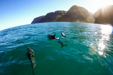 Wildlife Of Kauai Hawaii