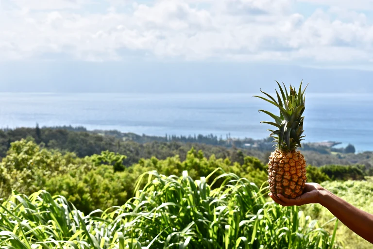 Hawaii Big Island and Oahu Honeymoon