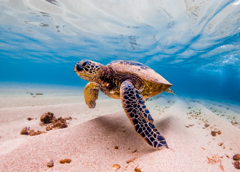 Luxury West Coast and Hawaii Special Offer Holiday